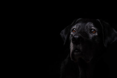 Portrait of black dog