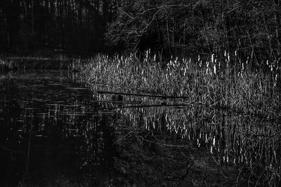 Scenic view of lake in forest