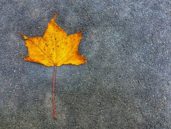 Fallen leaves on road