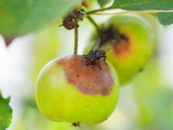 Close-up of ladybug on apple