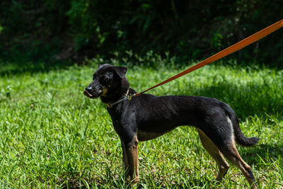 Black dog on field