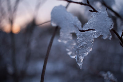 Close-up of frozen leaf