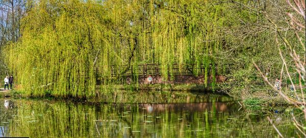 Scenic view of lake in forest