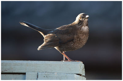 Close-up of seagull perching