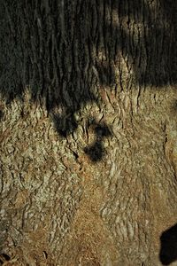 Full frame shot of tree trunk