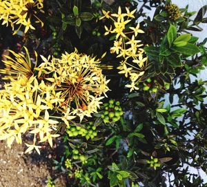 Close-up of yellow flowering plants