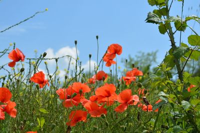 Close-up of red poppy flowers in field against sky