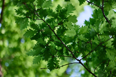 Oak leaves