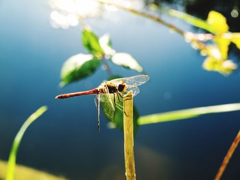 Close-up of damselfly on plant