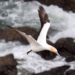 Seagull flying over water