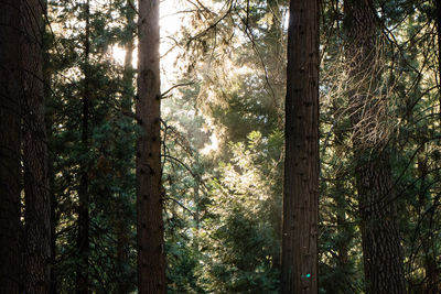 Low angle view of trees in forest