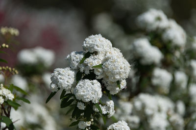 Close-up of white flowering plant