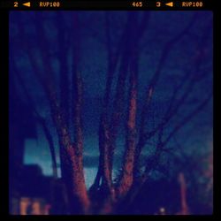 Trees in the dark