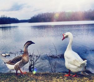 Birds in calm lake