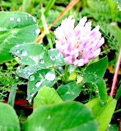 Close-up of water drops on flower