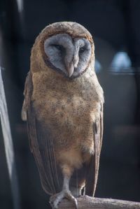 Close-up of owl perching on wood