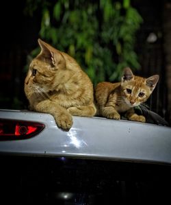 Cat in a car