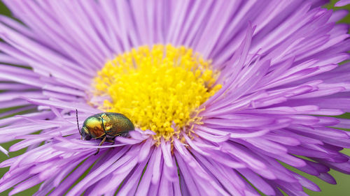 Close-up of beetle pollinating flower