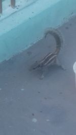 High angle view of people at swimming pool