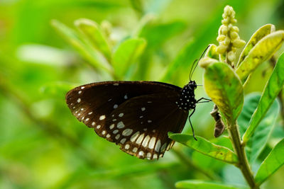 Close-up of butterfly pollinating flower