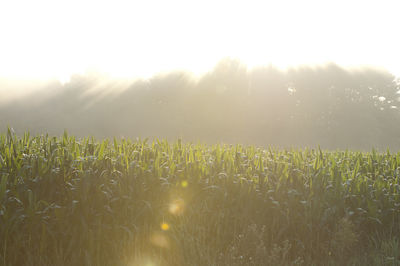 A field of corn in the sunshine