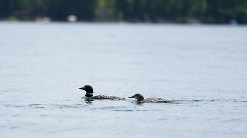 Loons swimming in a lake