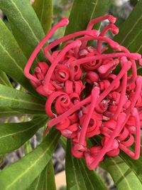 Close-up of red flowering plant