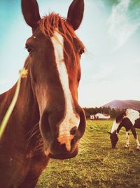 Portrait of cow standing on field against sky