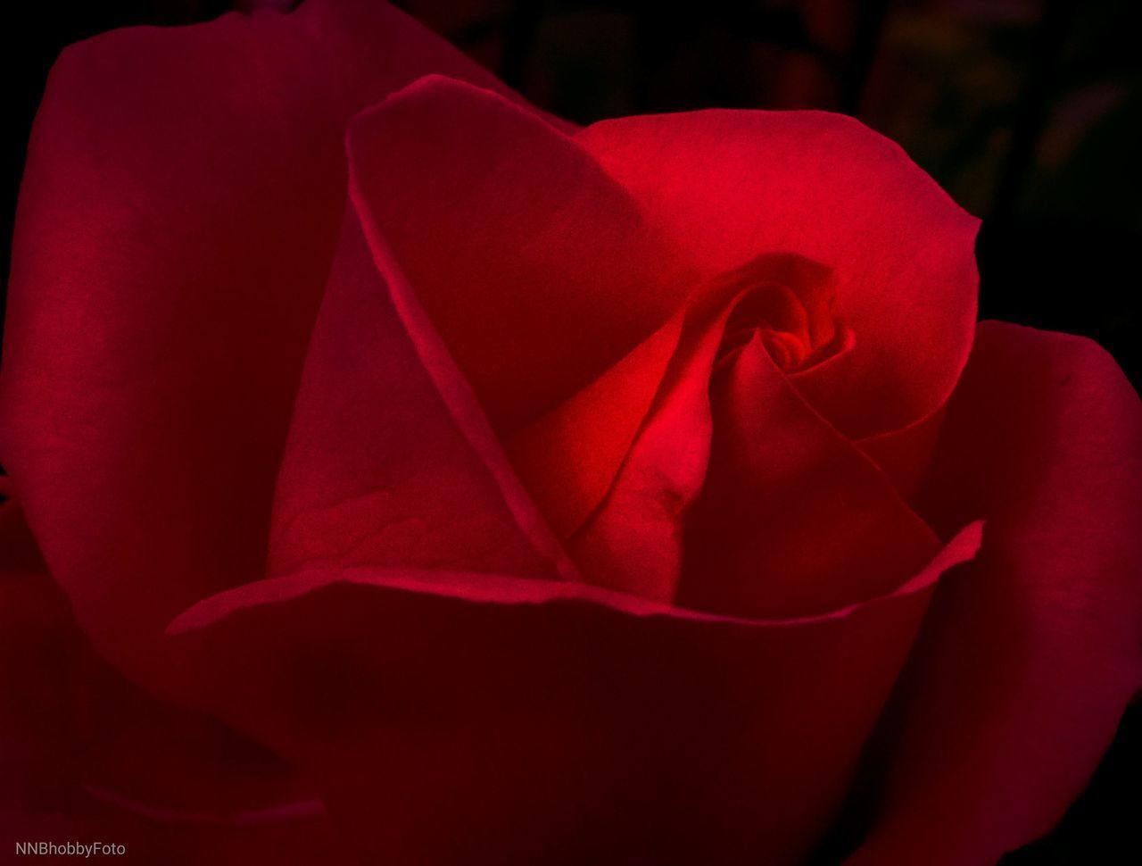CLOSE-UP OF RED ROSE IN BLACK