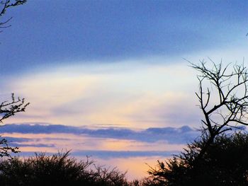 Low angle view of silhouette trees against sky at sunset