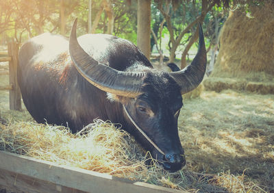 Buffalo thailand eating straw in a stall. the way of life of traditional rural thailand.