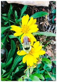 Close-up of yellow flower