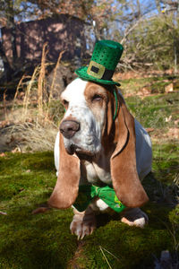 Dog sitting on field wearing st patrick's costume 