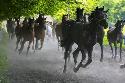 Horses running on field