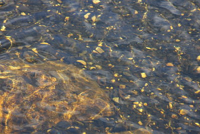 High angle view of turtle in sea