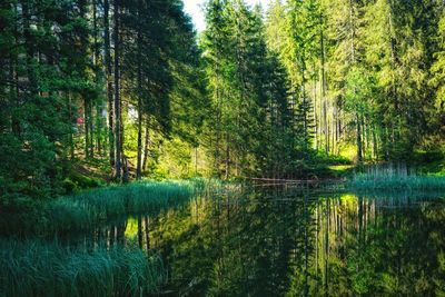Scenic view of forest