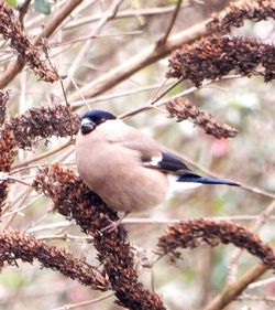 Low angle view of bird perching on tree