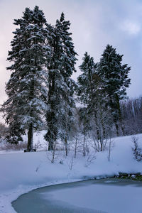 Trees on snow covered land against sky