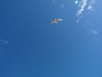 Low angle view of bird flying in sky