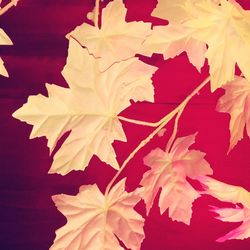 Close-up of maple leaves