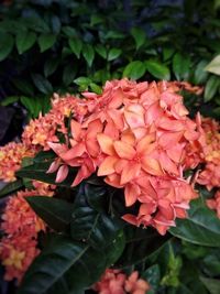 Close-up of red flowers blooming outdoors