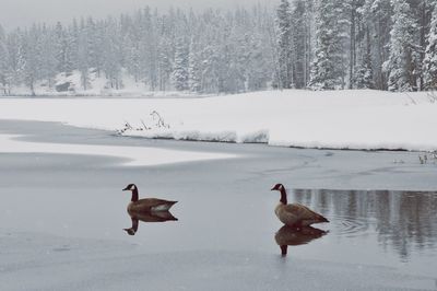 Bird flying over lake