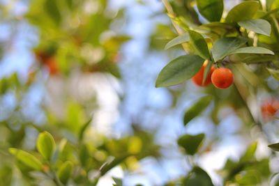 Low angle view of berries growing on tree