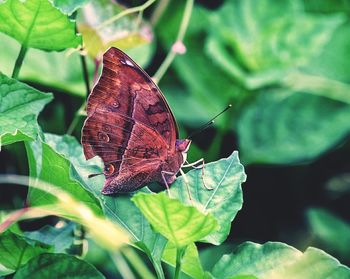 Close-up of butterfly perching on leaf