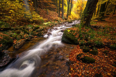 Stream flowing through rocks in forest during autumn