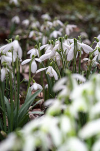 Close-up of white flowering plants on field