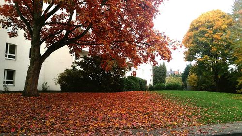 Autumn leaves on tree trunk