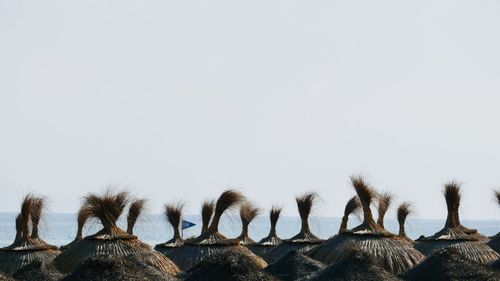 Low angle view of trees on field against clear sky