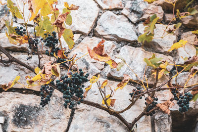 Close-up of autumn leaves growing on rock