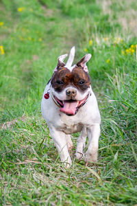 Portrait of dog on grass